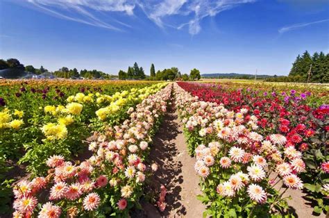 Immerse Yourself in the Symphony of Flowers: A Guide to Flower Fields Near You