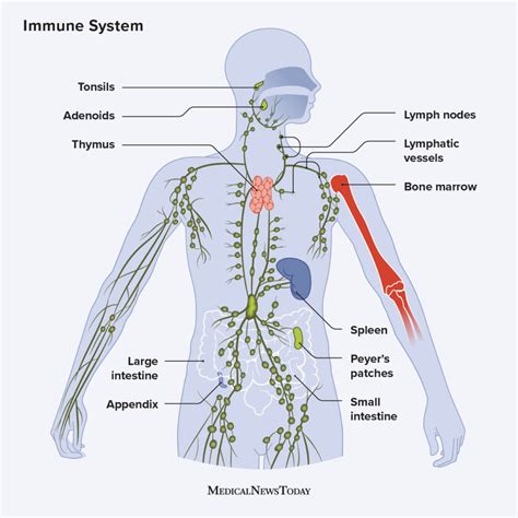 Immune system: