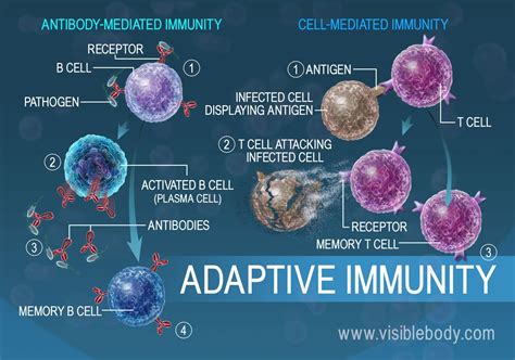 Immunity-Based Systems Doc