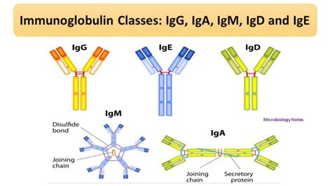 Immunoglobulin A (IgA): A Critical Component of the Immune System