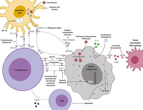 Immunological Approaches to the Diagnosis and Therapy of Breast Cancer Epub