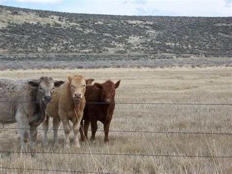 Impacts of Wolves on Livestock