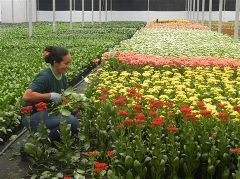 Importância da _bete Floricultura_
