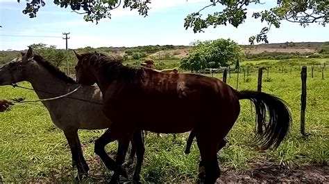 Importância do Cavalo Cobrindo