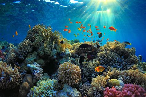 Importance for Coral Island Ecosystem