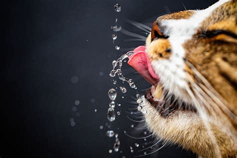 Importance of Cat Water