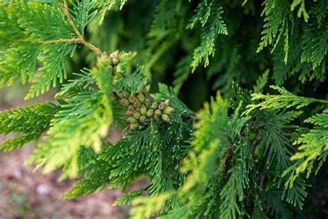 Importance of Fertilization for Green Giant Arborvitae