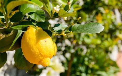 Importance of Fertilization for Lemon Trees