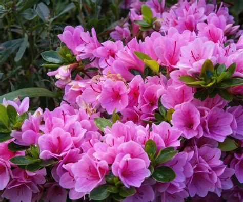 Importance of Fertilizing Azaleas