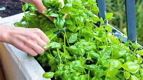 Importance of Fertilizing Basil