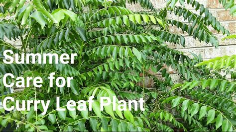 Importance of Fertilizing Curry Leaf Plants