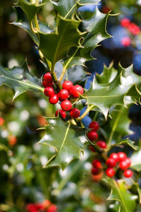 Importance of Fertilizing Holly Bushes