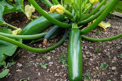 Importance of Fertilizing Zucchini