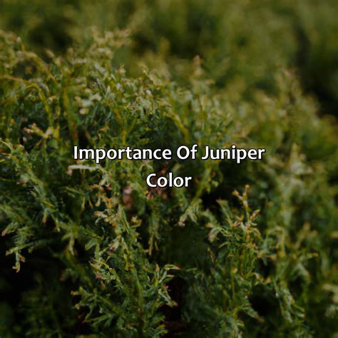 Importance of Juniper Fertilization