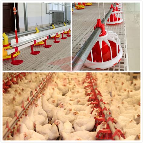 Importance of Poultry Feed Equipment