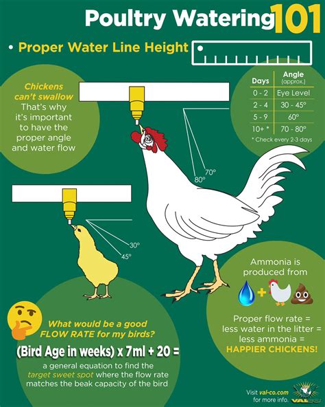 Importance of Water for Chickens