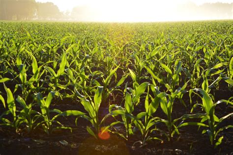 Improve crop yields: