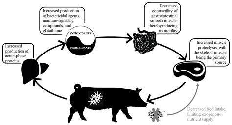 Improved Feed Intake and Digestion: