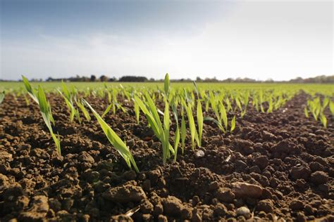 Improved Nutrient Availability: