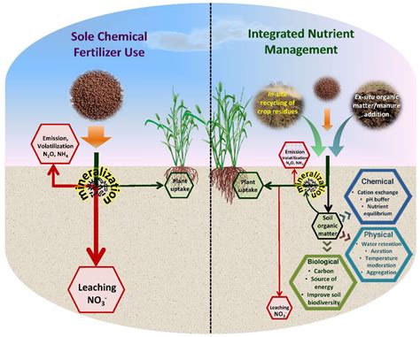 Improved Nutrient Distribution: