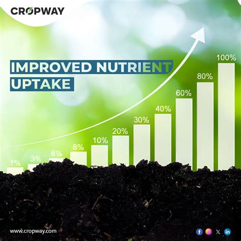 Improved Nutrient Uptake: