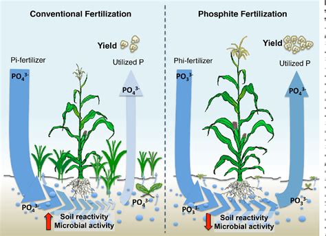 Improved Plant Uptake: