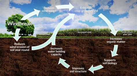 Improved Soil Health and Structure