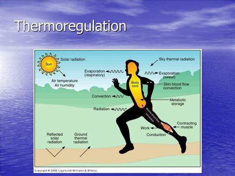 Improved Thermoregulation: