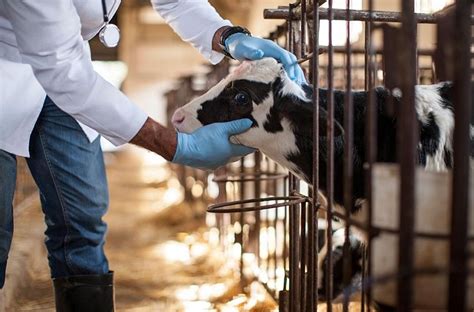 Improved animal health and productivity: