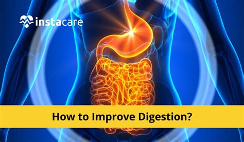 Improved digestion and absorption: