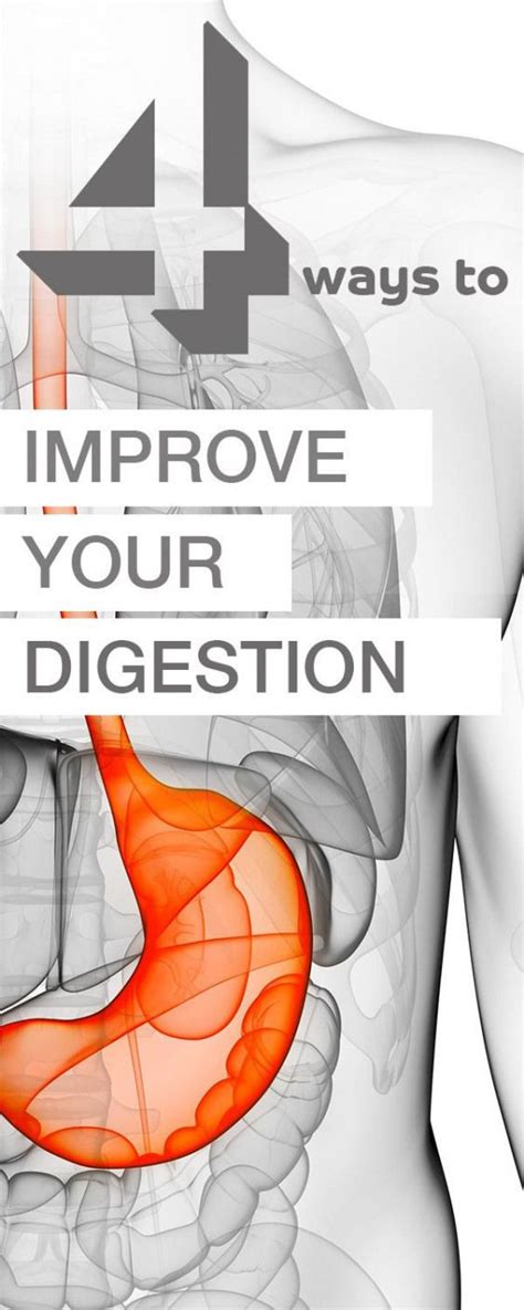 Improved digestion and metabolism: