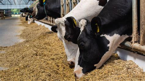 Improved feed digestibility: