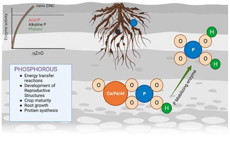 Improved fertilizer absorption: