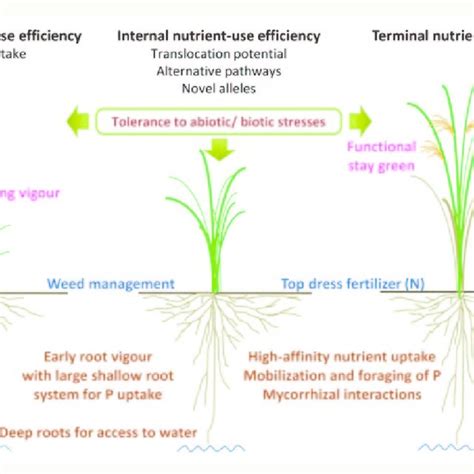 Improved nutrient efficiency: