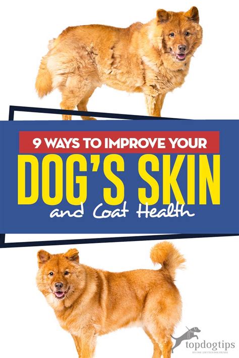 Improved skin and coat health: