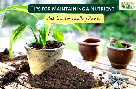 Improving nutrient availability: