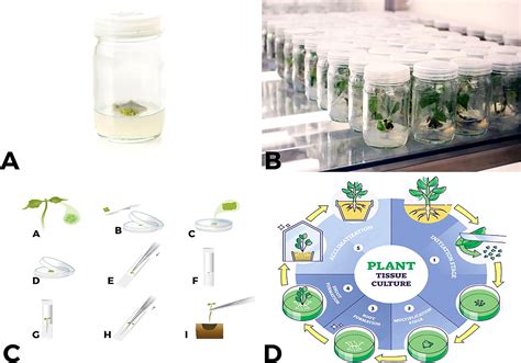 In Vitro Culture of Trees Doc