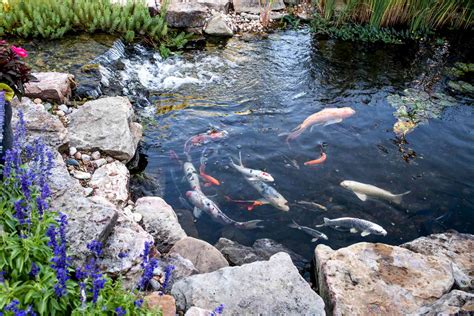 In the Pond Reader