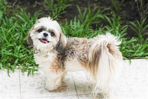 In this article, we will discuss everything you need to know about the Shih Tzu cross with Lhasa Apso, including: