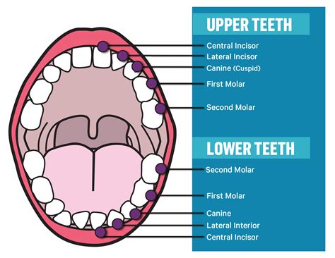 Incisors: