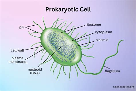 Inclusions in Prokaryotes 1st Edition Epub