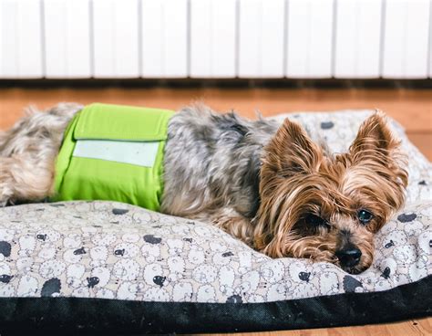 Incontinence Medication for Dogs: The Ultimate Guide