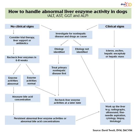 Increase ALP in Dogs: 10,000+ Word Guide to Understanding, Causes, and Treatment