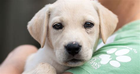 Increased Animal Adoptions: