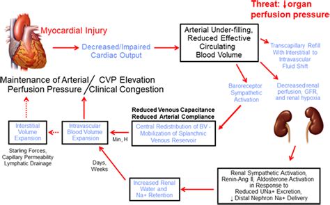 Increased Blood Capacity