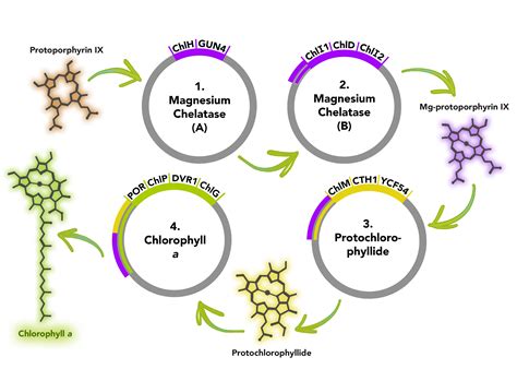 Increased Chlorophyll Production: