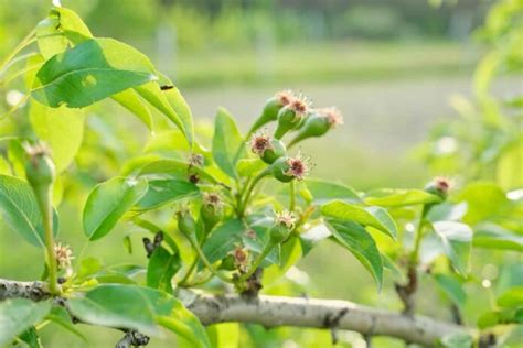 Increased Flower and Fruit Production: