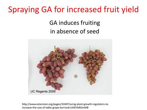 Increased Fruit Yield: