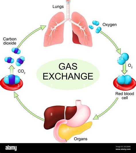 Increased Gas Flow: