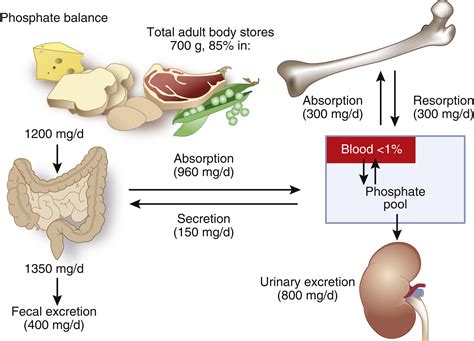 Increased Phosphate Absorption: